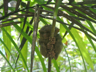 Palawan - Tarsier