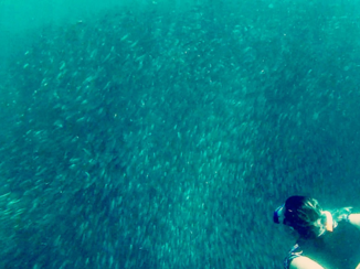 Palawan - Sardines