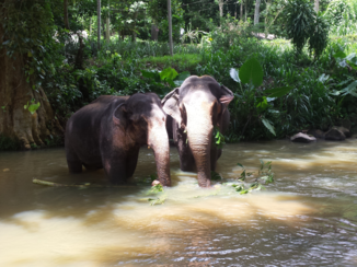 Sri Lanka - Pinnawela