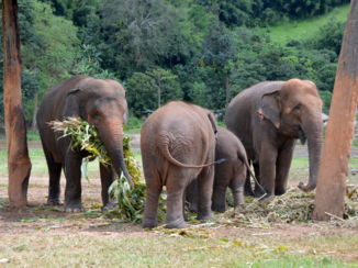 Thailand - Elephant Nature Park, Chiang Mai