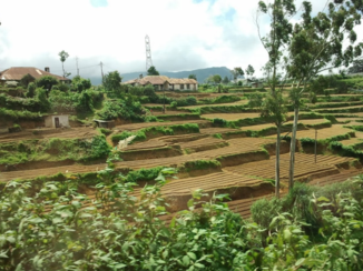Sri Lanka - Theetuinen Nuwara Eliya-Bandarawela