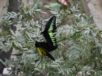 Maleisië - Maleisische nationale vlinder