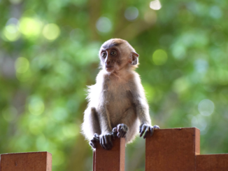 Thailand - Macaque bij Railay beach