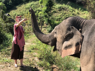 Thailand - Olifantjes voeren