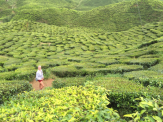 Maleisië - Theeplantages