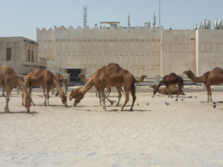 Qatar - Je komt er ook kamelen tegen