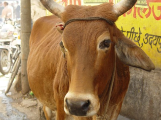 Jodhpur - Een heilige grazer