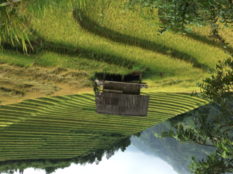 Vietnam - Rijstvelden omgeving Sapa