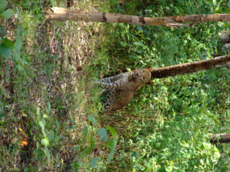 Sri Lanka - Luipaarden