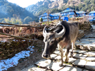 Nepal - Tijdens de poonhill trek