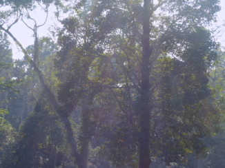 Chitwan National Park