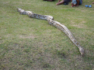 ANWB Vakantie - ooit zo een grote slang gezien ?