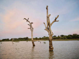 Sri Lanka - Boot safari