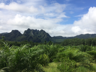 Khao Sok National Park - The forest