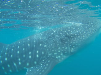 Filipijnen - Whaleshark encounter Cebu