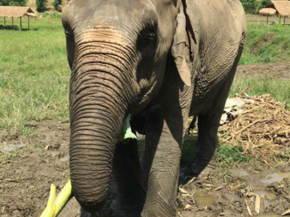 Thailand - CHIANG MAI