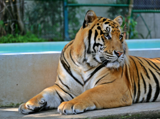 Phuket - Tiger Kindom Chiang Mai
