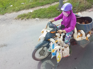 Vietnam - Alles past op een scooter!