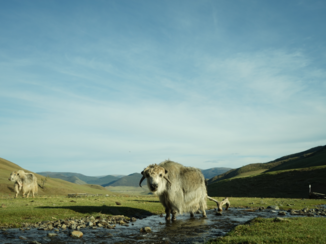 Mongolië - stare down!