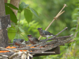 Sepilok - Etenstijd!