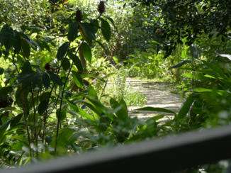 Sepilok - Midden in de bush!