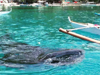 Filipijnen - Whale Watching in Oslob