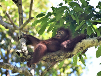 Rondreis door Maleisisch Borneo - Oeran oetan in Sepilok