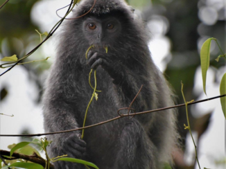 Rondreis door Maleisisch Borneo - Silverleaf in Sarawak