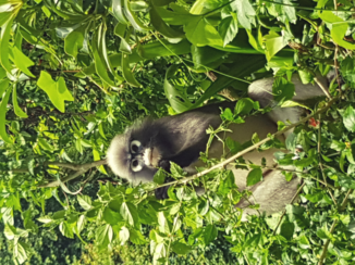 Krabi - Monkey's at Railey Garden Vieuw Resort