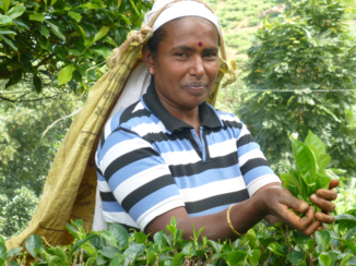 Sri Lanka - Theeplukster