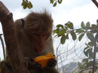 Sri Lanka - Lekker snoepgoed!