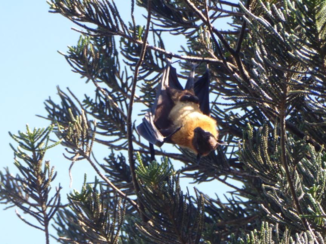 Sri Lanka - 1000 Vleermuizen