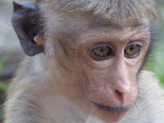 Sri Lanka - Melancholisch Aapje bij Tempel