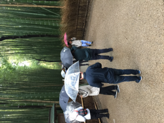 Kyoto - Regen, regen, regen en dat deert me niet