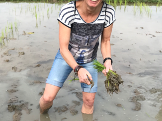 Laos - Rijst planten