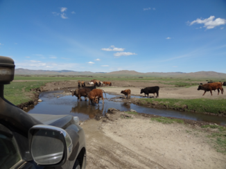 Mongolië - Regelmatig door het water