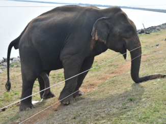 Riksja Sri Lanka