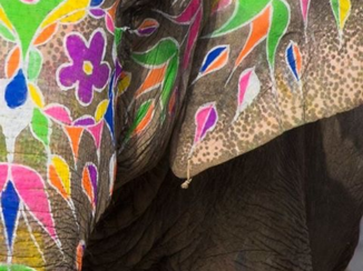 India - Elephant