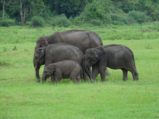 Sri Lanka - Kaudulla National Park