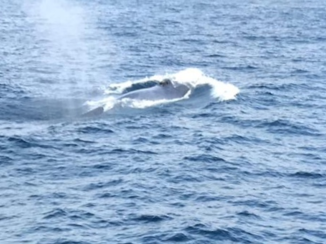 Sri Lanka - Whale watching - Mirissa