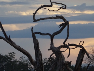 Sri Lanka - Eagle - Yala National Park