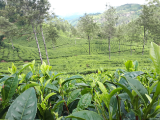 Sri Lanka - Theeplantages van lipton's seat