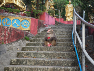 Hong Kong - 10.000 buddha's