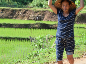 Vietnam - Working on the ricefields