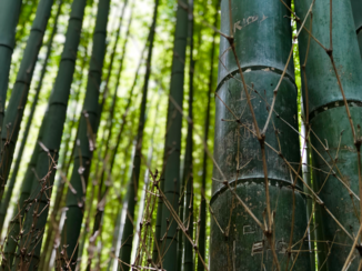 Japan - Graffiti in Hirashiyama