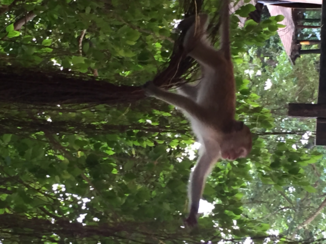 Rondreis Zuid-Thailand