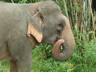 Rondreis Zuid-Thailand