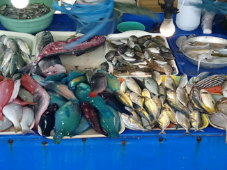 Filipijnen - Kleurrijke vis