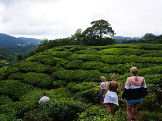 Maleisië - Cameron highlands