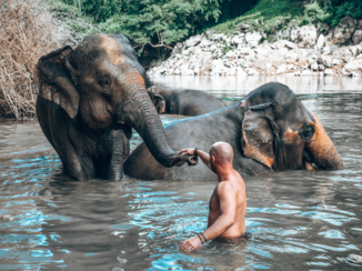 Thailand - swimming with elephants